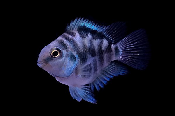 polar blue parrot cichlid (small size)