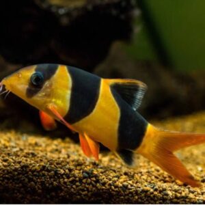 Clown Loach (small size)