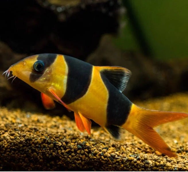 Clown Loach (small size)