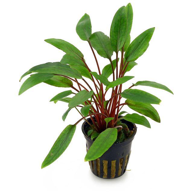 TCulture Cryptocoryne Beckettii 'Petchii' (Pot/TC Cup)