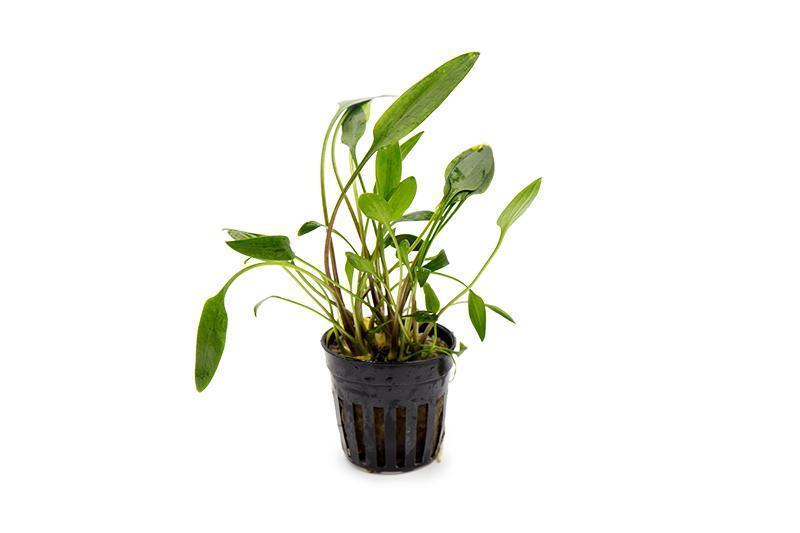 TCulture Cryptocoryne Lutea (Pot)