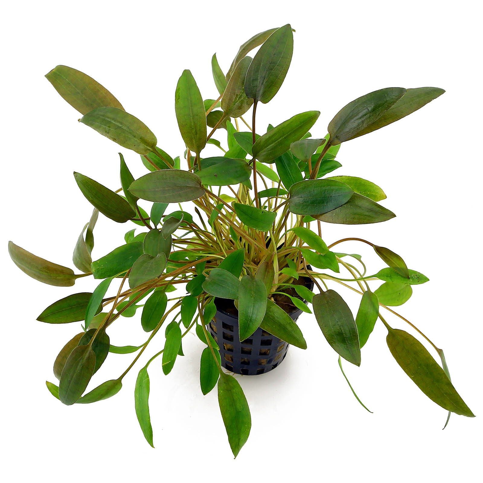 TCulture Cryptocoryne Wendtii 'Brown' (Pot)
