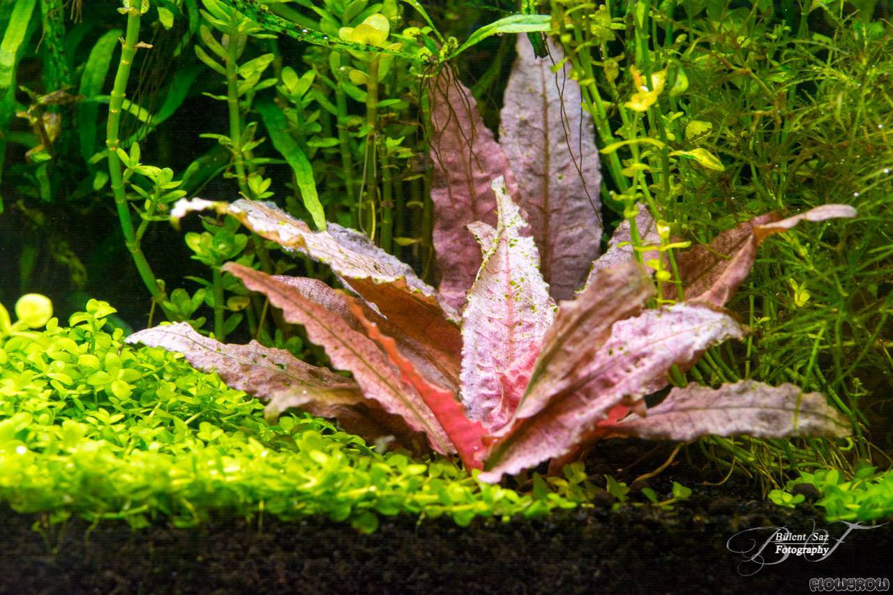 Dennerle Cryptocoryne spec. 'Flamingo' in Pot