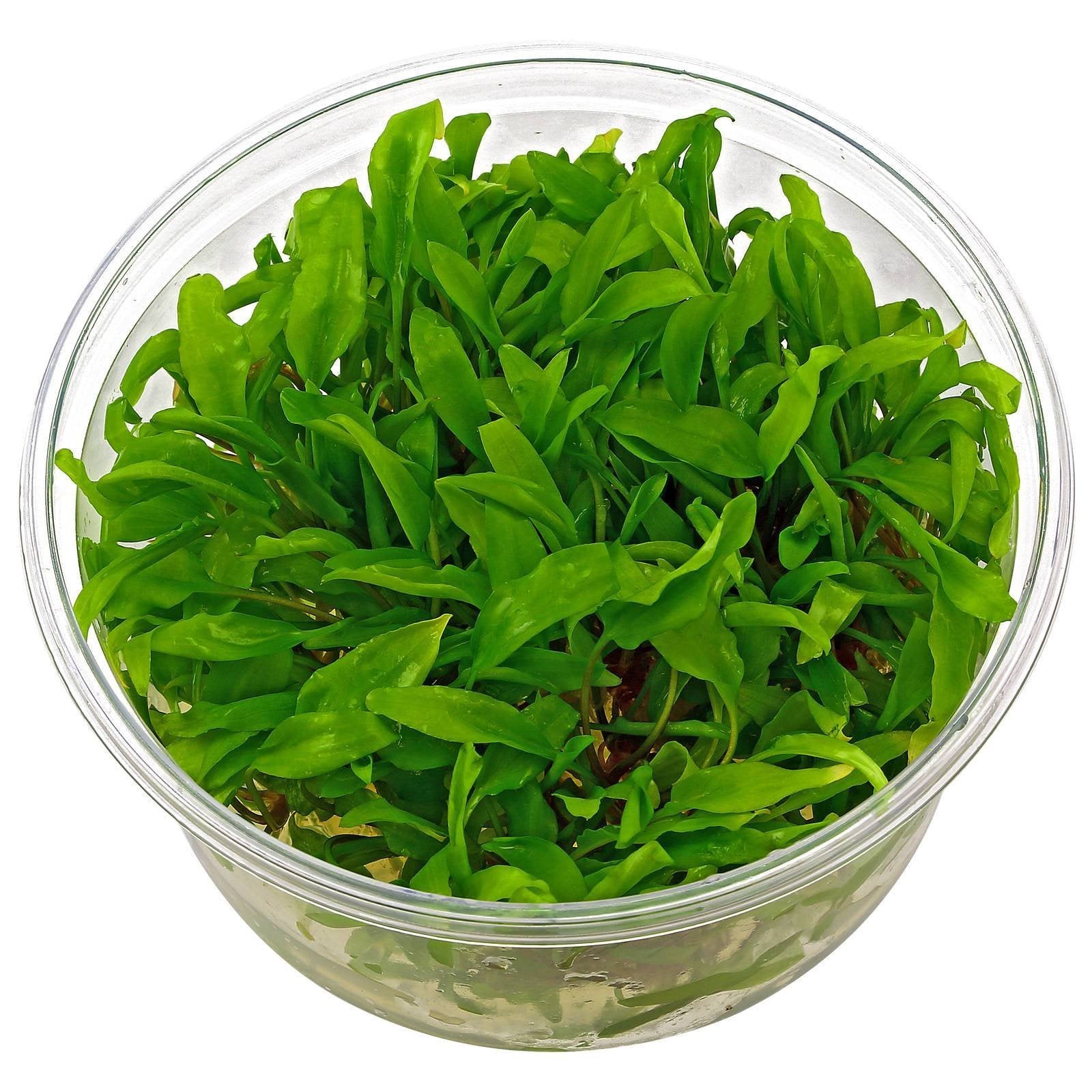 TCulture Cryptocoryne Wendtii 'Green' (Pot/TC Cup)