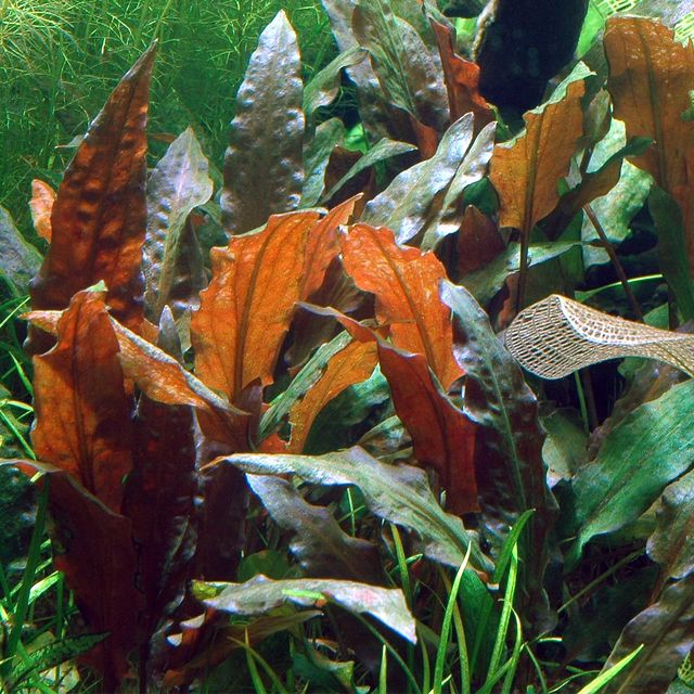 TCulture Cryptocoryne Wendtii Mi Oya (Pot/TC Cup)
