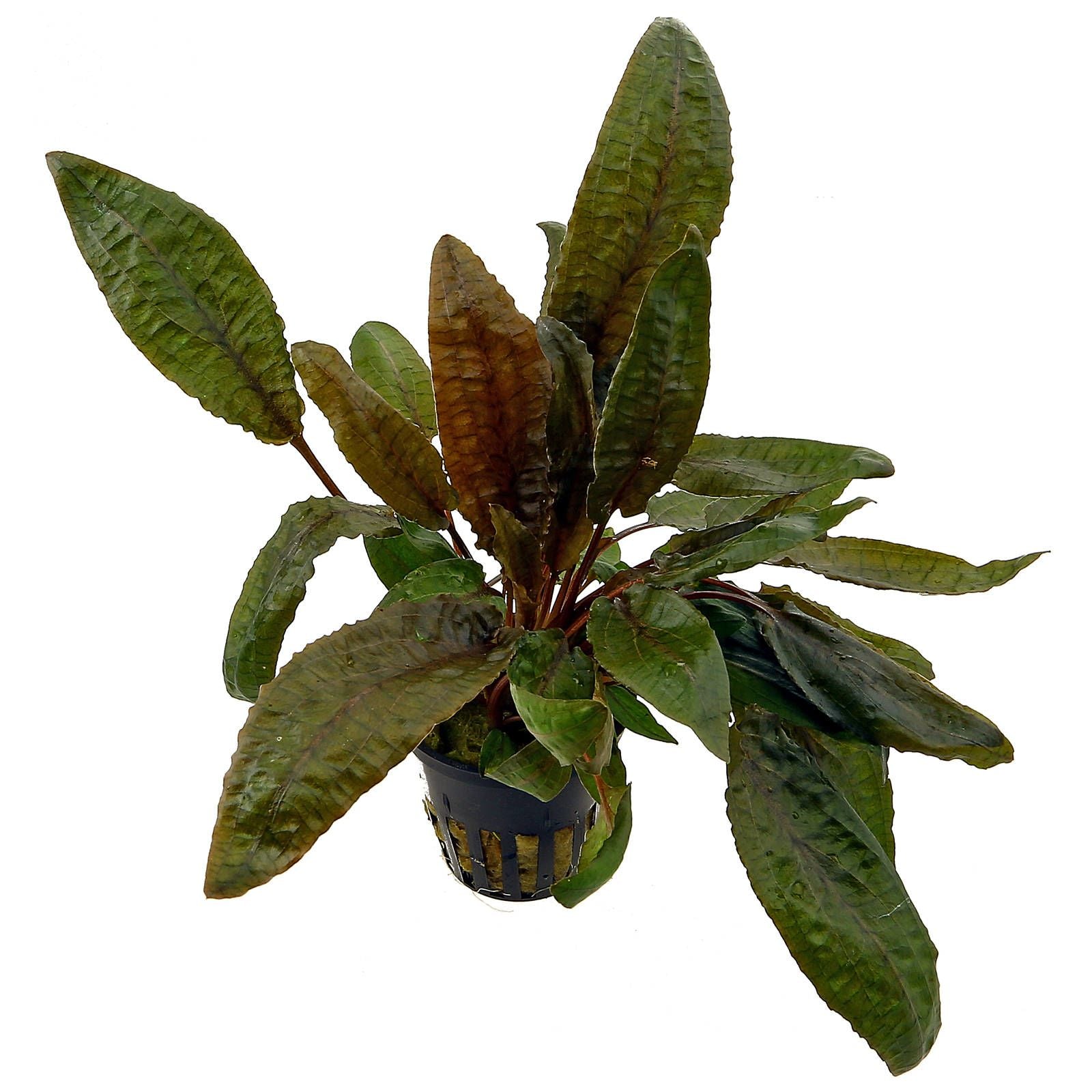 Cryptocoryne Wendtii 'Tropica'