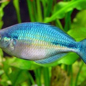 Blue Neon Rainbowfish