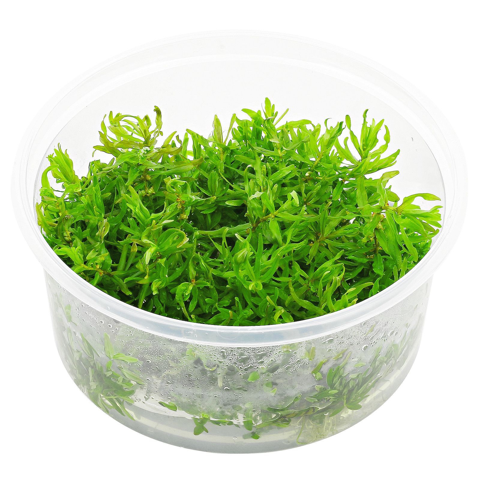 TCulture Didiplis Diandra (TC Cup)