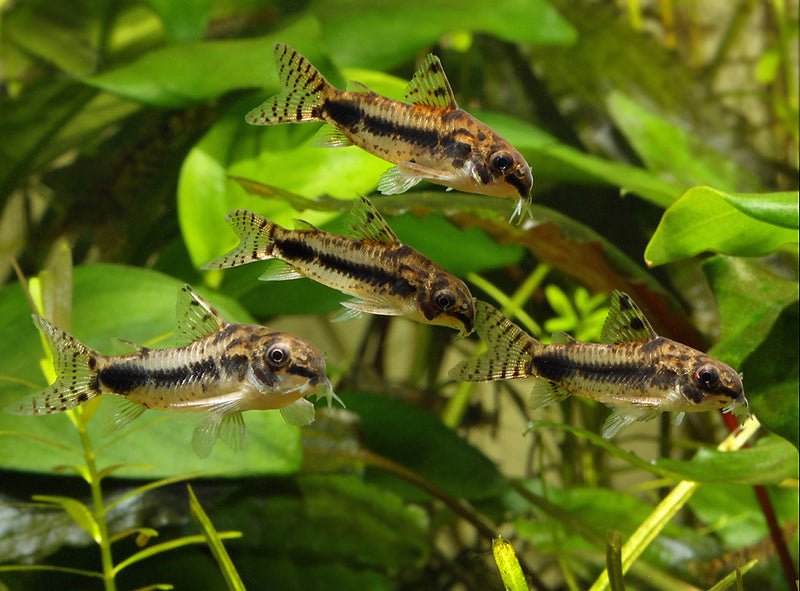 Salt And Pepper Corydoras