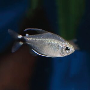 Kitty Tetra