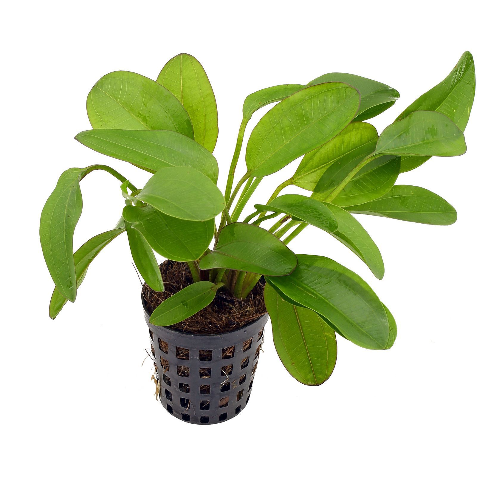 Dennerle Echinodorus 'Small Bear'