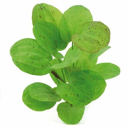 Dennerle Echinodorus Dschungelstar Nr. 9 Spotted Harbich'