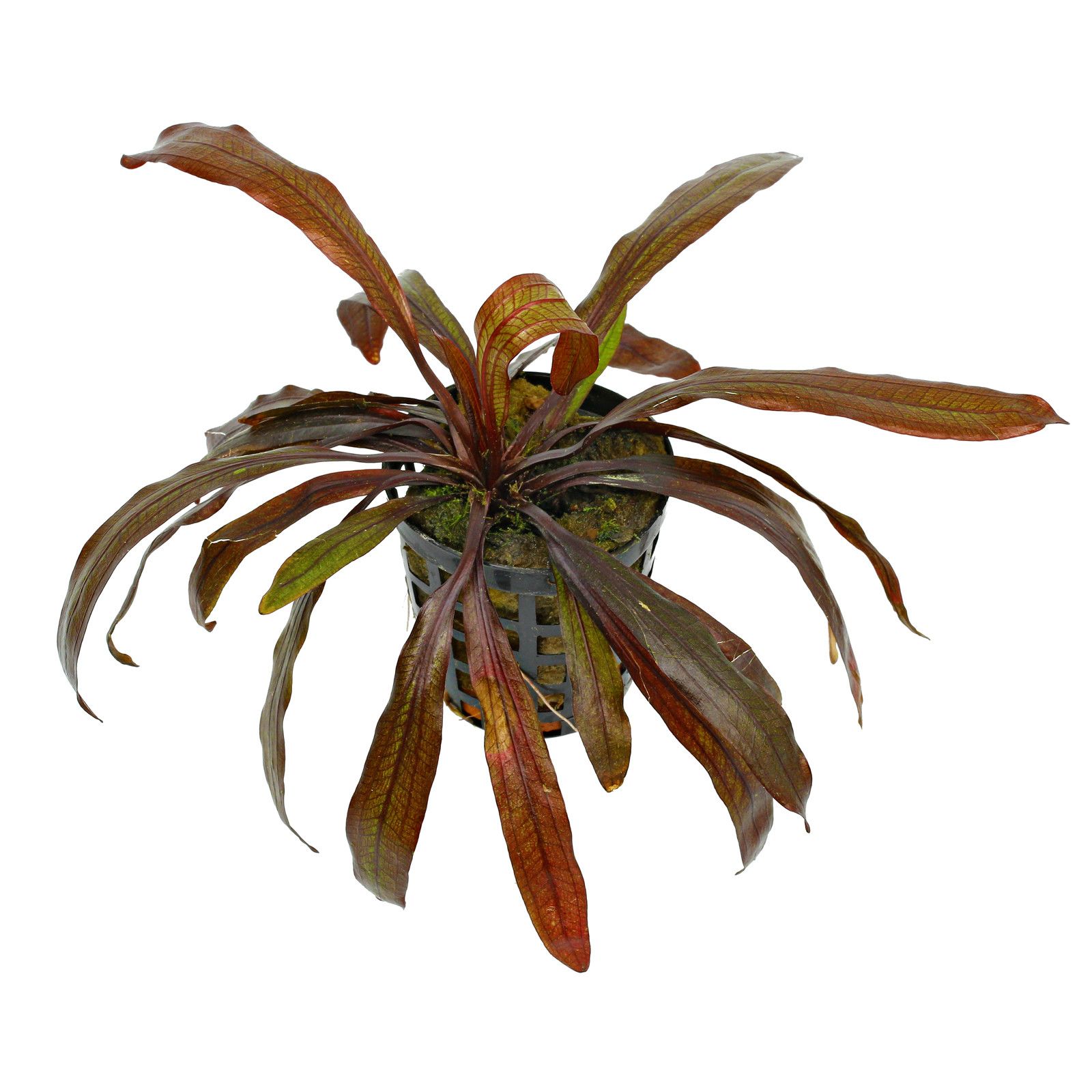 TCulture Echinodorus Horemanii Red (Pot)
