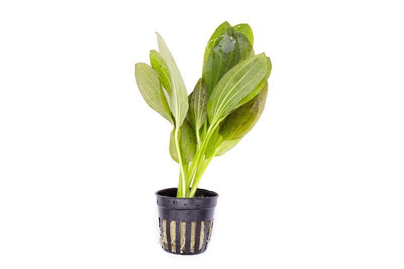 TCulture Echinodorus 'Ozelot Green' (Pot)