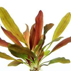 Dennerle Echinodorus Red Chamaleon in Pot