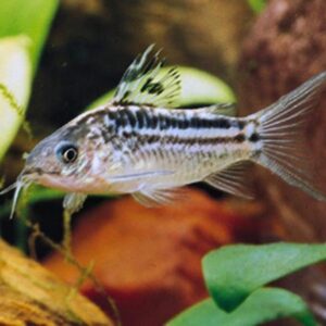 Elegans Corydoras