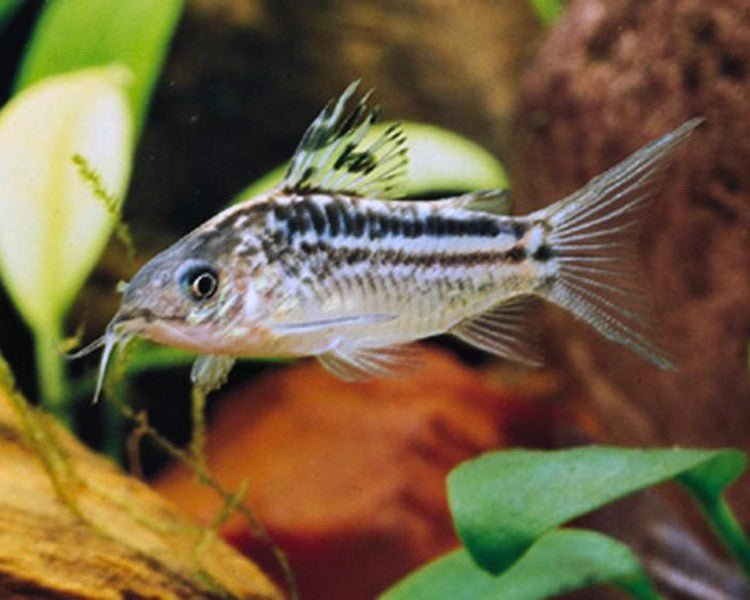 Elegans Corydoras