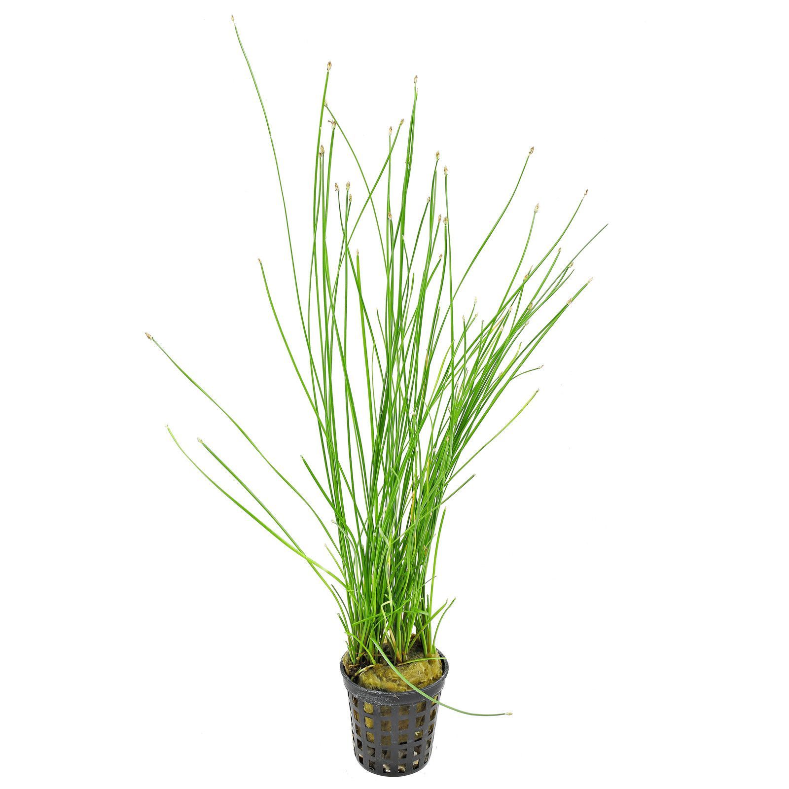 Eleocharis montevidensis Tropica Pots