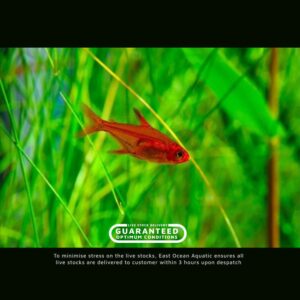 Ember Tetra