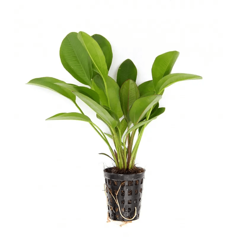 TCulture Echinodorus Small Bear (Pot)