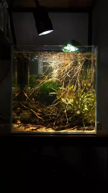 Week Aqua Mini7 Pro-F Focus Spotlight (biotope light with app)