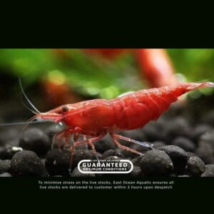 Fire Red Shrimp