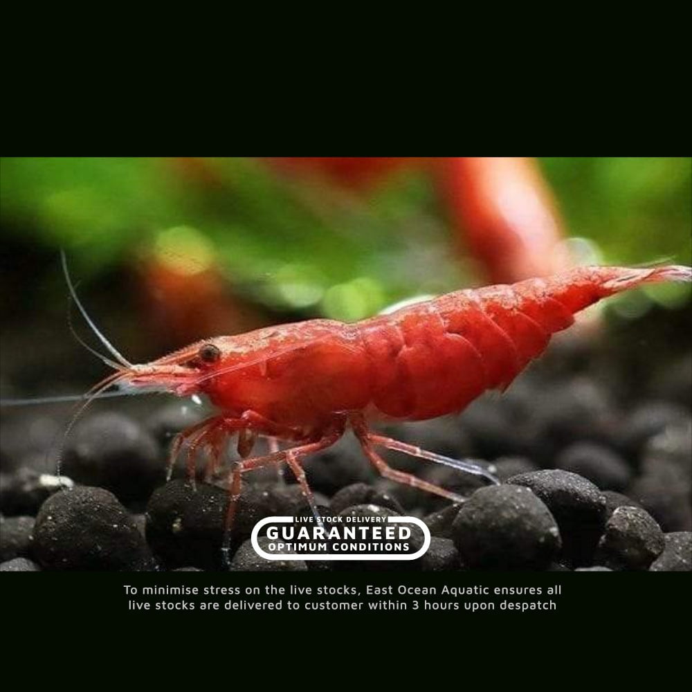 Fire Red Shrimp