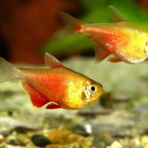 Flame Tetra