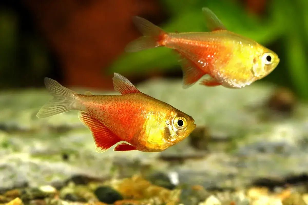 Flame Tetra