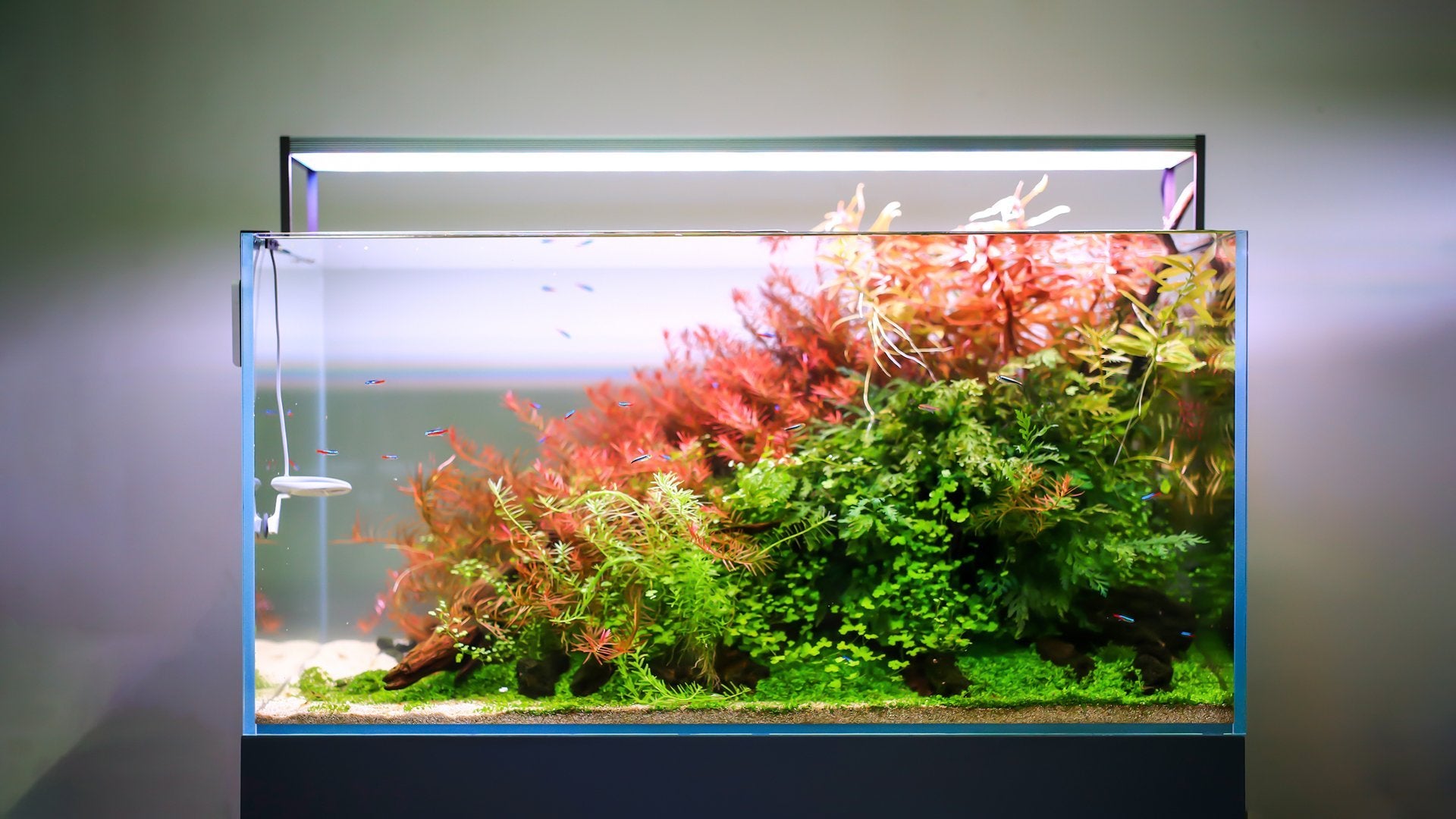 TWINSTAR III S Series LED Light (High-Range Tier)