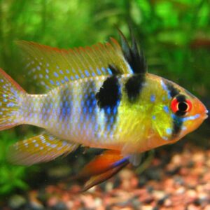 German Blue Ram