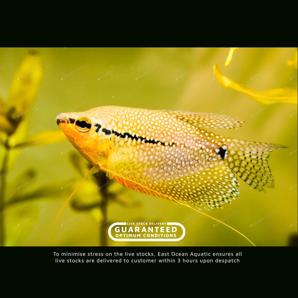 Pearl Gourami