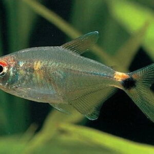 Head and taillight Tetra (hemigrammus ocellifer)