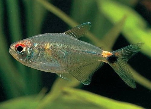 Head and taillight Tetra (hemigrammus ocellifer)