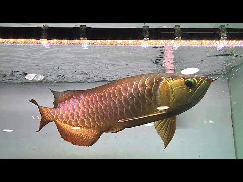 Week aqua T12 Submersible Tanning Light (2ft,3ft,4ft,5ft)-Full spectru