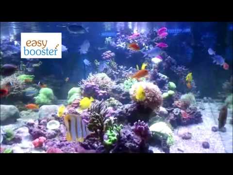 Easyreefs Easybooster 25