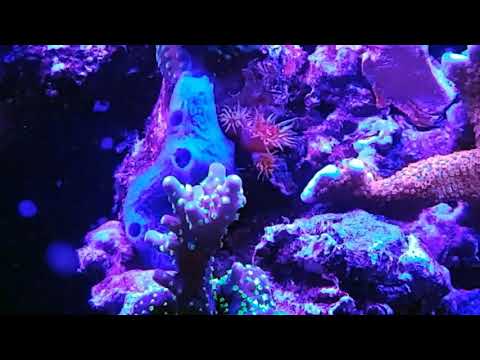 EasyReefs Easybooster Prof. (1500ml) (phytoplankton gel)