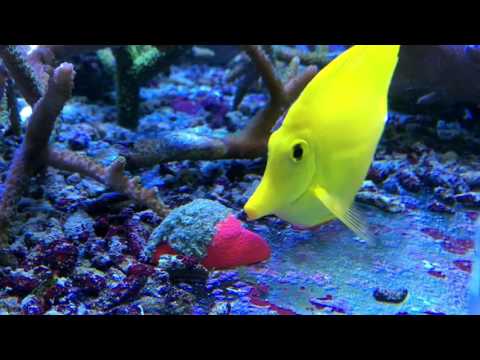 EasyReefs Masstick (prefect for finicky fishes) (06/2026)