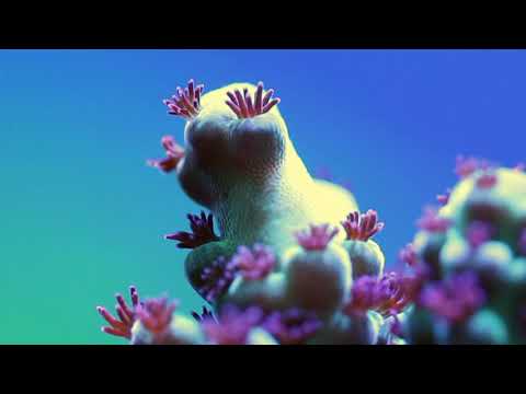 EasyReefs Easysps EVO (250ml/1500ml) (feed for corals) (05/2026)