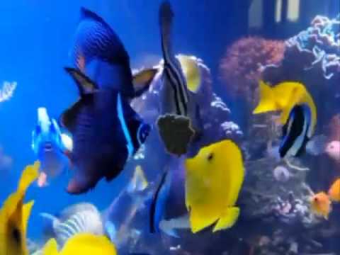 EasyReefs Masstick (prefect for finicky fishes) (06/2026)