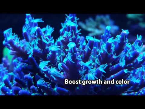 Easyreefs Easybooster 25