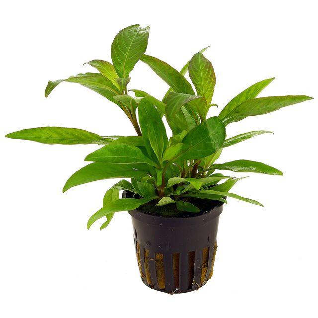 TCulture Hygrophila Corymbosa 'Siamensis' (Pot)