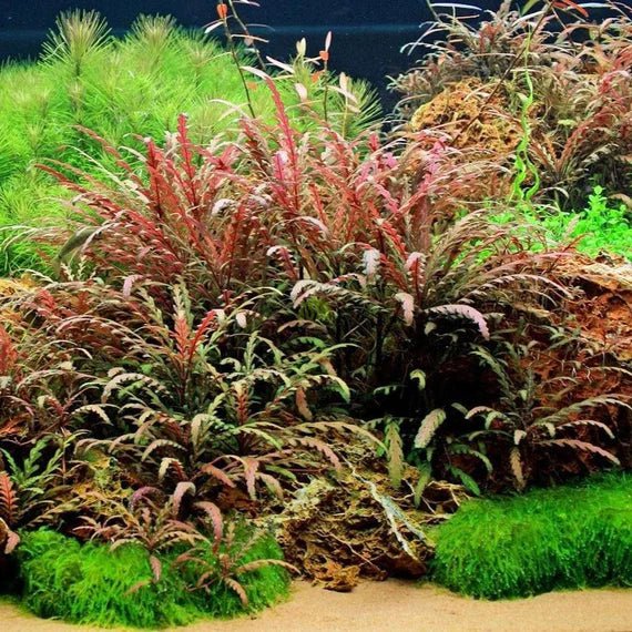 TCulture Hygrophila Pinnatifida (Pot/TC Cup)