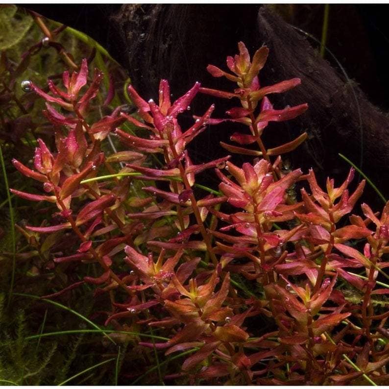 Rotala Macrandra Mini Butterfly (TC Cup)