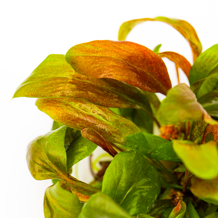 Tropica Lysimachia parvifolia ‘Red’ 1-2-GROW!