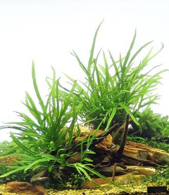 Dennerle Microsorum Trident Spiderwood