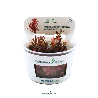 Dennerle Rotala rotundifolia 'Blood Red' In-Vitro