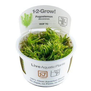 Pogostemon erectus TROPICA 1-2-GROW!