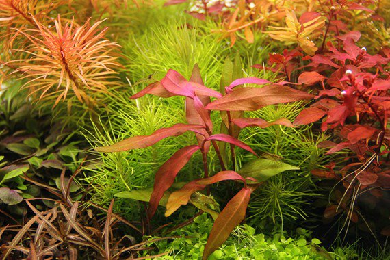 Dennerle Persicaria sp. 'Sao Paulo'