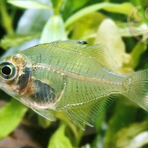 India glass fish